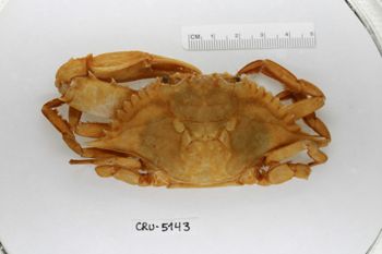 Media type: image;   Invertebrate Zoology CRU-5143 Description: Preserved specimen.;